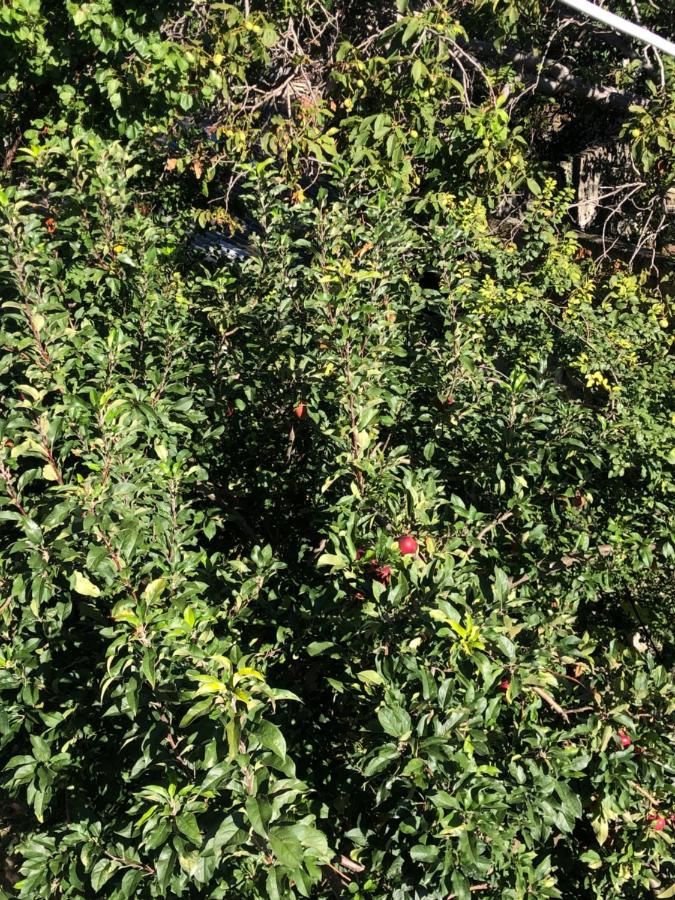 Гостиница Вилла Коронелло  Феодосия-33