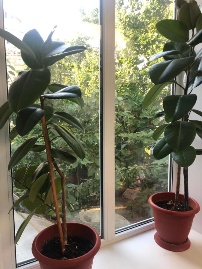 Гостиница Вилла Коронелло  Феодосия-12